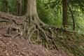 Big tree root with ivy in a forest Royalty Free Stock Photo