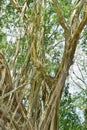 Big tree root in the jungle wild. amazing banyan root in deep tropical forest. A old tree has roots for natural background