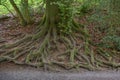 Big tree root with a mold in a forest Royalty Free Stock Photo