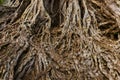 Big tree root Royalty Free Stock Photo