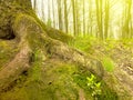 A big tree root overgrown with moss at the wayside. Green tree roots overgrown with moss in close-up, with grass sprouting in Royalty Free Stock Photo