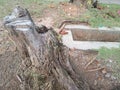 Big tree root stump in the park. Royalty Free Stock Photo