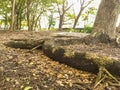 Big tree roots creeping on the ground in Bulukumba city park, Indonesia