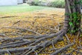 Big tree roots and fallen leaves in the park Royalty Free Stock Photo