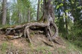 Big tree roots on forest . Royalty Free Stock Photo