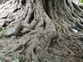 Big tree roots have existed for 10 years Royalty Free Stock Photo