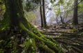 Big tree roots and mosses in the moist forest with waterfalls in the background,Khlong Lan waterfall,Kamphaeng Phet,Thailand