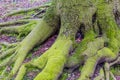 Big tree roots of an old large beech