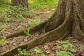 big tree roots Royalty Free Stock Photo