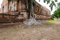 Big tree with roots several decades old and the old brick wall attracts visitor, Ayutthaya Royalty Free Stock Photo