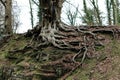 Big Tree Roots on the side of a hill