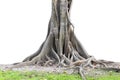 Big tree roots spreading out beautiful and trunk isolated on white background. Royalty Free Stock Photo