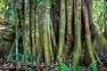 Big tree roots or stems in rainforest National park Periyar Wild