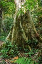 big tree roots tropical jungles