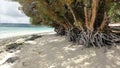 The big tree roots on the white beach, Saipan