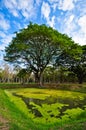 A big tree ruins temple