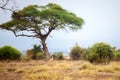 Big tree in the scenery in Kenya, on safari