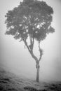 Big tree with black and white background fog Royalty Free Stock Photo