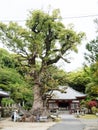 Big tree on the shared grounds of Kannonji and Jinnein, temples 68 and 69 on