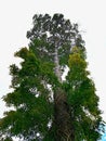 Big tree on the side of the road Royalty Free Stock Photo