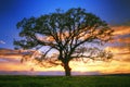 Big tree silhouette in the field, sunset shot