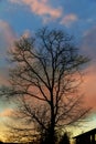 Big tree silhouette sunset sky background Royalty Free Stock Photo