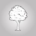 Big tree silhouettes Royalty Free Stock Photo