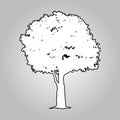 Big tree silhouettes Royalty Free Stock Photo