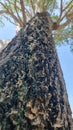 Big tree skin structure