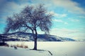 Big tree and small bench winter landscape