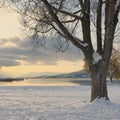 Big tree on snow covered lake shore Royalty Free Stock Photo