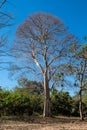 Big tree at Somphamit Waterfalls at Don Khone island in Laos