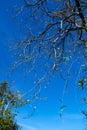 Big tree at Somphamit Waterfalls at Don Khone island in Laos