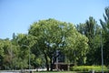 Big tree of Sophora japonica in the park