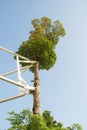 Big Tree with Steel Bracing Supporter on Blue Sky Background