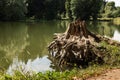 Big tree stump on the lake Royalty Free Stock Photo