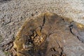 Big tree stump old rotten, rotting stump top view Royalty Free Stock Photo