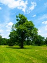 Big tree in the summer time Royalty Free Stock Photo