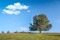 Big tree in summer time Royalty Free Stock Photo