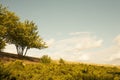 Big tree, sun and blue sky Royalty Free Stock Photo