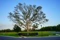 Big tree at sun set Royalty Free Stock Photo