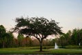 Big tree at sun set Royalty Free Stock Photo