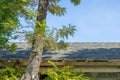big tree sun shade on roof for green eco house saving energy cooling home uv protection Royalty Free Stock Photo