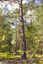 A big tree in a sunny forest. Pine with long branches.