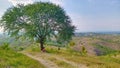 A big tree surounding by the hills Royalty Free Stock Photo