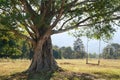 Big tree with swing