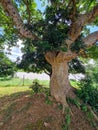 Big Tree with thick branches and green leaves Royalty Free Stock Photo