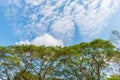 Big tree top fresh green leaves in cloudy blue sky Royalty Free Stock Photo