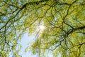 Big tree top with green leaves Royalty Free Stock Photo