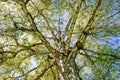 Big tree top with green leaves Royalty Free Stock Photo